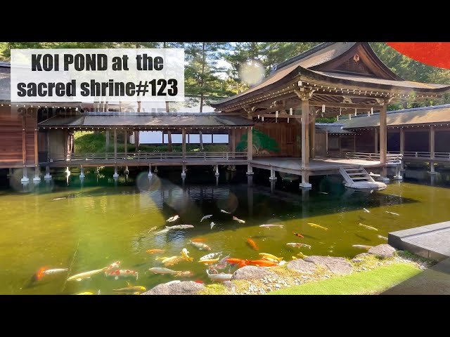 ⛩️ 미소기 신사 (身曾岐神社) 이미지 4